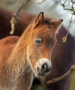 Adorable Horse Foal Paint By Numbers