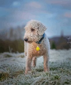 Adorable Little Bedlington Terrier Paint By Numbers