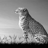 Aesthetic Black And White Cheetah Paint By Numbers