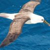 Albatross Flying Bird Paint By Numbers