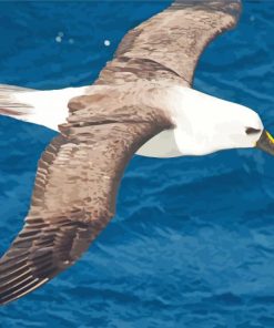 Albatross Flying Bird Paint By Numbers