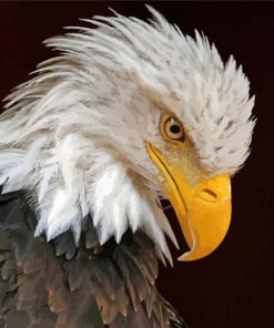 Bald Eagle Head Paint By Numbers