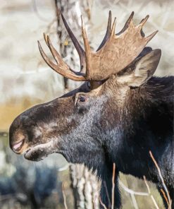 Bull Moose Head Paint By Numbers