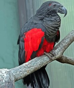 Pesquet's Parrot Paint By Numbers