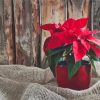 Cool Poinsettia Plant Paint By Numbers