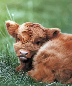 Baby Highland Cow Animal Paint By Numbers