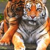 Adorable Tiger Couple Paint By Numbers