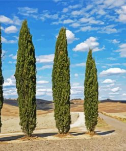 Four Cypress Trees Paint By Numbers