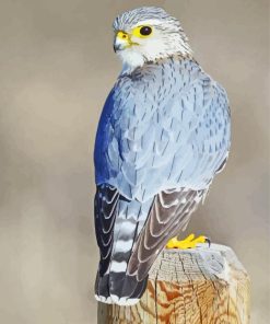 Grey Merlin Bird Paint By Numbers