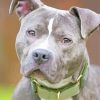 Grey Nose Pitbull Paint By Numbers