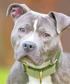 Grey Nose Pitbull Paint By Numbers