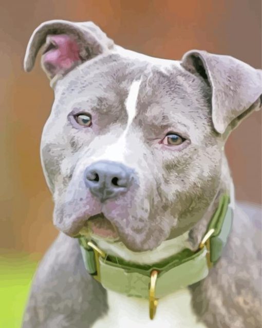 Grey Nose Pitbull Paint By Numbers