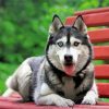 Husky Dog On Bench Paint By Numbers