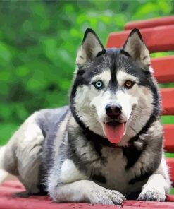 Husky Dog On Bench Paint By Numbers