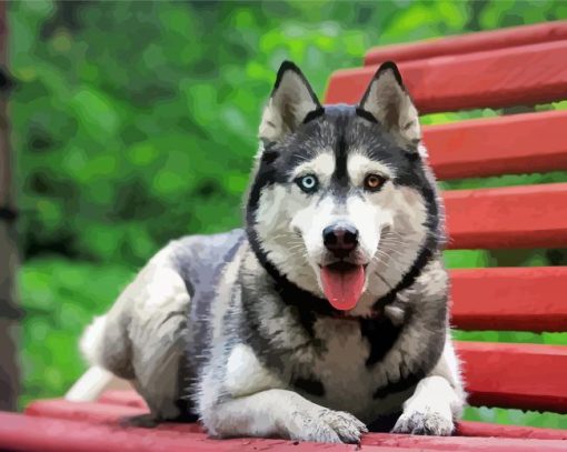 Husky Dog On Bench Paint By Numbers