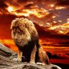 Lonely Lion Sunset Paint By Numbers