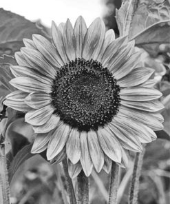 Monochrome Sunflower Paint By Numbers