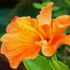 Orange Hibiscus Paint By Numbers