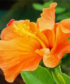 Orange Hibiscus Paint By Numbers