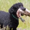 Pheasant Hunting Poodle Dog Paint By Numbers