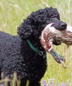 Pheasant Hunting Poodle Dog Paint By Numbers