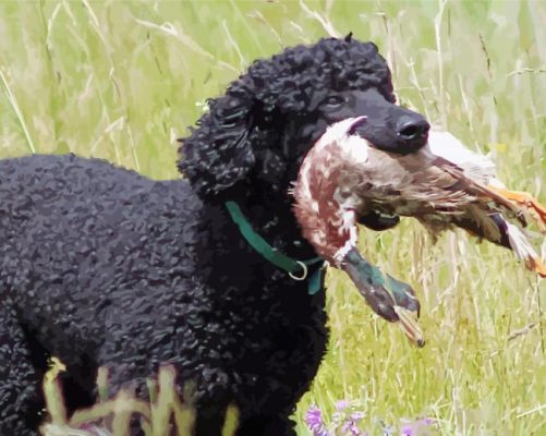 Pheasant Hunting Poodle Dog Paint By Numbers