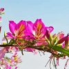 Pink Bauhinia Variegata Paint By Numbers