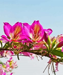 Pink Bauhinia Variegata Paint By Numbers