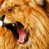 Roaring Lion Animal Paint By Numbers