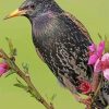 Starling On A Branch Paint By Numbers