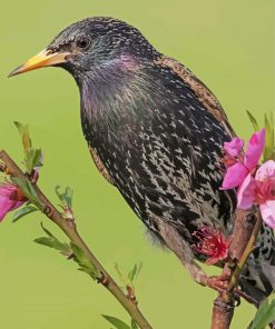 Starling On A Branch Paint By Numbers