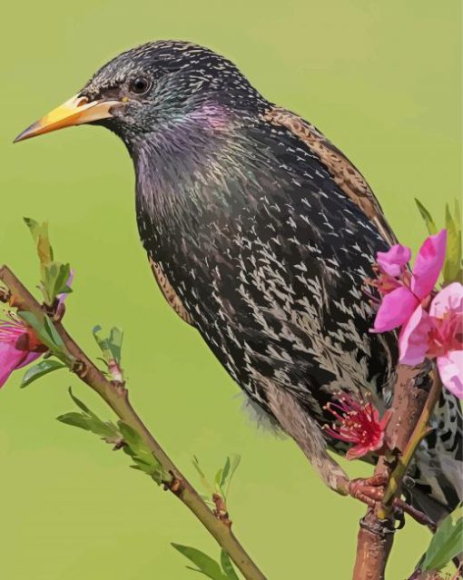 Starling On A Branch Paint By Numbers