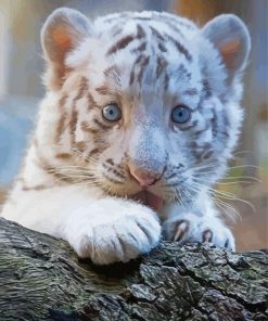 Baby White Tiger Paint By Numbers