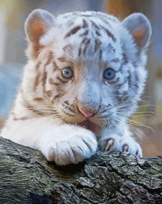 Baby White Tiger Paint By Numbers