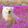 White Polar Bear In Flowers Field Paint By Numbers