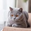 Aesthetic British Shorthair Paint By Numbers