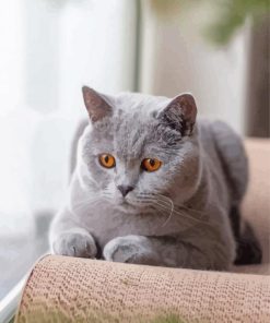 Aesthetic British Shorthair Paint By Numbers