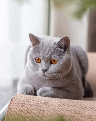 Aesthetic British Shorthair Paint By Numbers