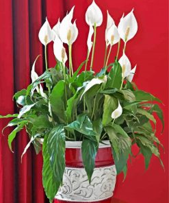 Aesthetic Peace Lily Paint By Numbers