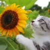 Aesthetic Cat Sunflower Paint By Numbers