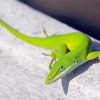 Anole Lizard Animal Paint By Numbers