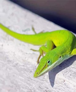 Anole Lizard Animal Paint By Numbers