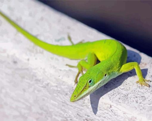 Anole Lizard Animal Paint By Numbers