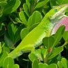 Anole Lizard On Tree Paint By Numbers