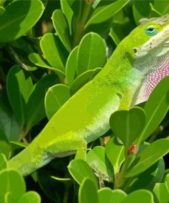 Anole Lizard On Tree Paint By Numbers