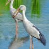 Asian Openbill Birds Paint By Numbers