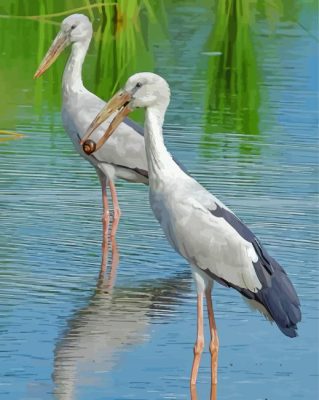 Asian Openbill Birds Paint By Numbers