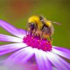 Bee On Purple Flower Paint By Numbers