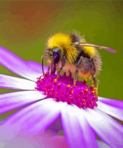 Bee On Purple Flower Paint By Numbers