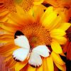 Black And White Butterfly On Sunflower Paint By Numbers